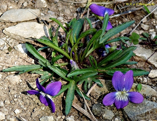 {Viola egglestonii}